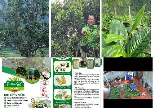 hình ảnh trà